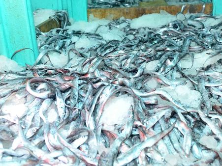 കേരളാ തീരത്തെ മത്സ്യക്കുഞ്ഞ് വേട്ട മംഗലാപുരം ലോബിക്കായി.. ലക്ഷ്യം തീറ്റ നിര്‍മാണം