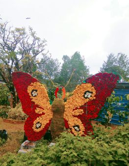 കാഴ്ചക്ക് കൗതുകമൊരുക്കി മൂന്നാറില്‍ ഡിറ്റിപിസിയുടെ പുഷ്പമേള