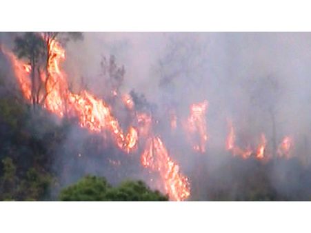 ചന്ദനക്കാടുകളില്‍ വന്‍ തീപിടുത്തം: ഹെക്ടര്‍ കണക്കിന് വനം കത്തി നശിക്കുന്നു