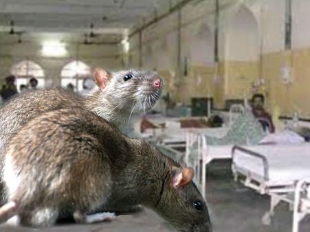 ആശുപത്രിയോ അതോ എലി വളർത്തൽ കേന്ദ്രമോ? കോമയിൽ കിടന്നിരുന്ന രോഗിയുടെ കണ്ണ് എലികൾ കടിച്ചെടുത്തു!