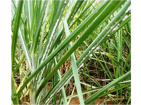 കരിമ്പിനു വെല്ലുവിളി കീടബാധ; മറയൂരിലെ കരിമ്പിന്‍ പാടങ്ങള്‍ നശിക്കുന്നു