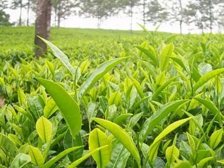 ചെറുകിട തേയില കര്‍ഷകര്‍ക്ക് പ്രതീക്ഷ: പച്ചകൊളുന്തിന് വില ഉയര്‍ന്നു