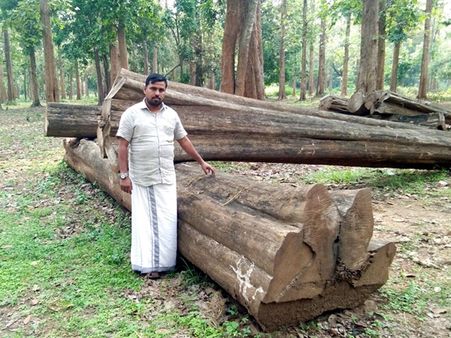 നിലമ്പൂർ തേക്കിന് പത്തരമാറ്റ്; നിലമ്പൂരിലെ ഒറ്റത്തടി തേക്ക് വിറ്റത് 13.25 ലക്ഷം രൂപക്ക്
