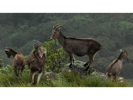 വരയാടുകളെ കാണാം രാജമലയിലേക്ക് പോരേ... സന്ദര്‍ശനം ഏപ്രില്‍ 25 മുതല്‍