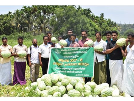 ഇനി ഇറക്കുമതി വേണ്ട, മലപ്പുറം വേങ്ങരയില്‍ ലോഡ് കണക്കിന് തണ്ണിമത്തന്‍ വിളഞ്ഞു