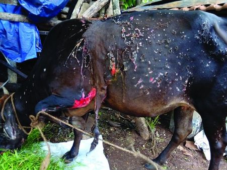 പശുക്കള്‍ക്കുനേരേ ആസിഡ് ആക്രമണം.. മേയാന്‍പോയ ഇരുപതിലേറെ പശുക്കള്‍ക്കാണ് പൊള്ളലേറ്റത്!!