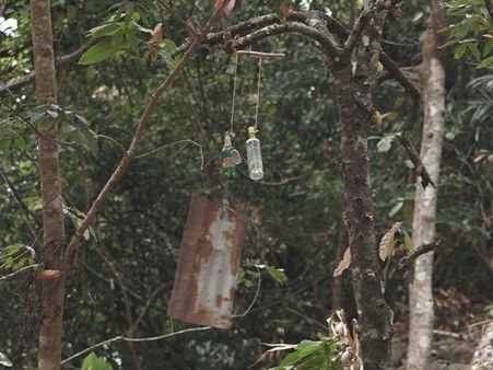 കാട്ടാനശല്യം വിട്ടൊഴിയാതെ ഇടുക്കിയിലെ ആദിവാസി മേഖലകള്‍