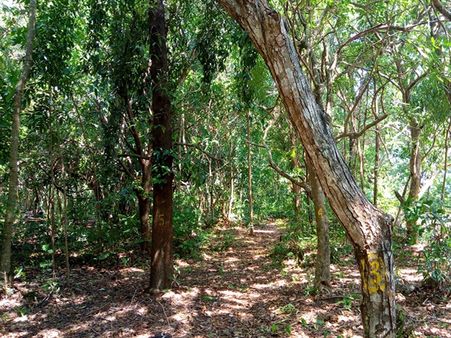 ബൊട്ടാണിക്കല്‍ ഗാര്‍ഡനില്‍ ഇന്‍ഡോര്‍ സ്റ്റേഡിയം സ്ഥാപിക്കാനുള്ള നീക്കം വിവാദമാകുന്നു; തലയെടുത്താലും തണലെടുക്കാന്‍ അനുവദിക്കില്ല മടപ്പള്ളി ഗവ.കോളേജില്‍ പ്രതിഷേധം ശക്തം