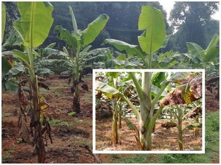 ജില്ലയുടെ കിഴക്കന്‍ മേഖലയില്‍ വാഴകളില്‍ ഇല കരിയല്‍ രോഗം വ്യാപകമാകുന്നു
