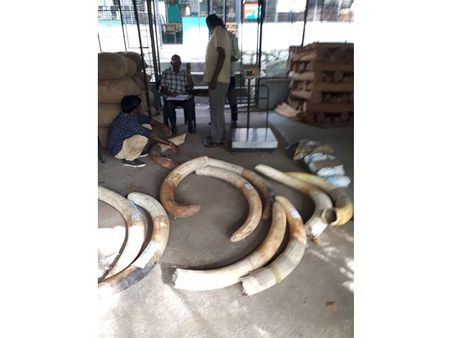 ആനകൊമ്പ് മറയൂരിലേക്ക്: മറയൂരിലെത്തിച്ചത് 19 ആനക്കൊമ്പുകള്‍