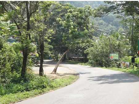 ഭീക്ഷണി ഉയര്‍ത്തി വന്‍മരങ്ങള്‍: മുറിച്ചു നീക്കണമെന്ന ആവശ്യം; കണ്ണടച്ച് വനംവകുപ്പ്