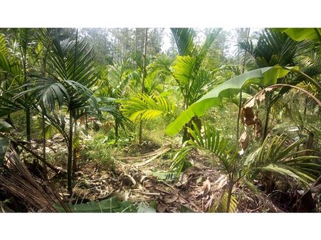 മറയൂര്‍ കുണ്ടക്കാട് മേഖലയില്‍ വീണ്ടും കാട്ടാന ശല്യം ഏക്കറു കണക്കിനു കൃഷിയിടത്തില്‍ നാശം