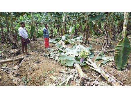 കാട്ടാനയെ വെല്ലുന്ന കാട്ടുപന്നി: ഇടുക്കിയിലെ ആദിവാസി മേഖലകള്‍ പ്രതിസന്ധിയില്‍