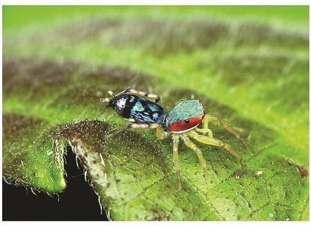 അപൂര്‍വയിനം ചിലന്തിയെ കണ്ടെത്തി; വംശമറ്റുപോയി എന്നു കരുതിയിരുന്ന ചിലന്തിയാണ് പ്രത്യക്ഷപ്പെട്ടത്!