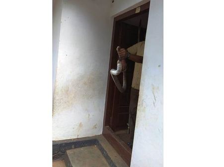 ഇടുക്കിയില്‍ ക്ലാസ് മുറിയില്‍ മൂര്‍ഖന്‍ പാമ്പ്: ആളെ കണ്ടതോടെ പത്തി വിടര്‍ത്തി!