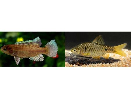 പശ്ചിമഘട്ടത്തില്‍ രണ്ട് പുതിയ ഇനം ശുദ്ധജല മത്സ്യങ്ങളെ കണ്ടെത്തി: ഒരു മത്സ്യം കബനിയില്‍ നിന്ന്!