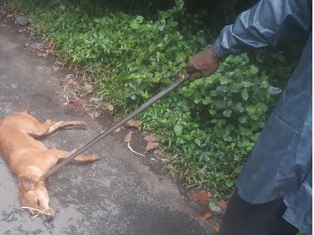 കടിയേറ്റ പട്ടികളെ നിരീക്ഷിയ്ക്കും: ചേന്ദമംഗലത്തെ ജനങ്ങൾക്ക് ആശങ്ക, നായയുടെ കടിയേറ്റത് 12 പേര്‍ക്ക്!