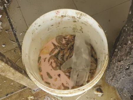 മീനില്‍ ഫോര്‍മാലിന്റെ അംശം: തൃശൂരില്‍ ചെമ്മീന്‍ പിടിച്ചെടുത്ത് നശിപ്പിച്ചു!