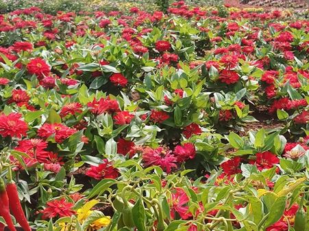 സഞ്ചാരികളുടെ ഒഴുക്ക്; ബാണാസുര പുഷ്‌പോത്സവം ഒരു മാസത്തേക്ക് കൂടി നീട്ടി