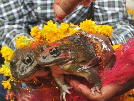 മഴ പെയ്യിക്കാന്‍ തവളകളെ തമ്മില്‍ വിവാഹം കഴിപ്പിച്ച് ബിജെപി മന്ത്രി! ഇത് താന്‍ ബിജെപി സ്റ്റൈല്‍!!