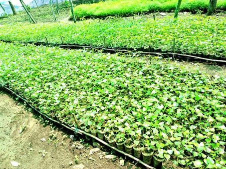 തൊഴിലുറപ്പുകാര്‍ ഇങ്ങനെ ചെയ്യുമോ; ഇടുക്കിയിലെ തൊഴിലുറപ്പുക്കാര്‍ ഇതിനപ്പുറവും ചെയ്യും