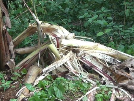 ഇടുക്കിയിലെ വനാതിര്‍ത്തിയിലെ ഗ്രാമങ്ങള്‍ കാട്ടാന പേടിയിൽ; കൃഷി നാശം പതിവായി, കർഷകർ ധർമ്മ സങ്കടത്തിൽ
