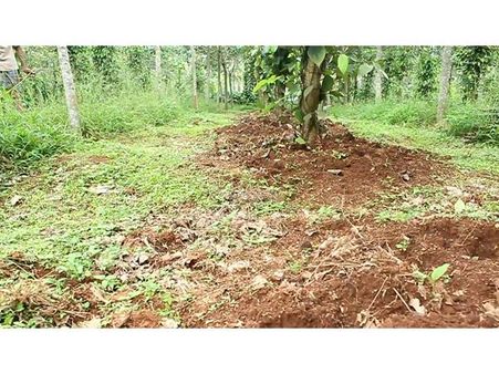 കക്കാട്ടുകടയില്‍ കാട്ടുപന്നിയാക്രമണം രൂക്ഷം: വന്‍ കൃഷിനാശം