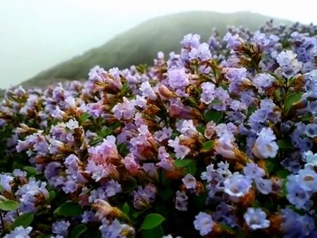 നീലക്കുറിഞ്ഞി ഉദ്യാനം; അതിരുകൾ പുനർനിർണയിക്കാൻ ഉത്തരവായി, ഡ്രോണ്‍ ഉപയോഗിച്ച് പരിശോധിക്കും
