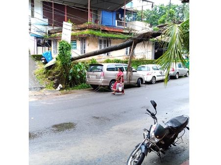 കൂത്താട്ടുകുളം മാര്‍ക്കറ്റ് റോഡിന് സമീപം റോഡിലേക്ക് മരം വീണു; ഒഴിവായത് വന്‍ ദുരന്തം