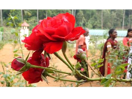 പ്രണയവും സൗഹൃദവും: ഒപ്പം റോസ പുഴ്പങ്ങളും, കലാലയമുറ്റത്ത് പുഷ്പങ്ങളുടെ നിറവസന്തം