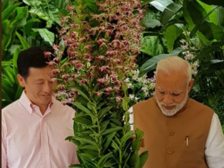 'ഡെൻഡ്രോബ്രിയം നരേന്ദ്രമോദി'! അപൂർവ ഓർക്കിഡിന് ഇന്ത്യൻ പ്രധാനമന്ത്രിയുടെ പേര് നൽകി സിംഗപ്പൂർ..