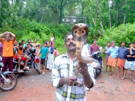 പക്ഷിക്കൂട്ടിൽ നിന്നും പക്ഷികളെ വിഴുങ്ങിയ മൂർഖൻ പാമ്പിനെ പിടികൂടി