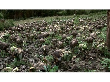 മന്ത്രിയുടെ നിര്‍ദ്ദേശത്തിന് പുല്ലുവില: ഹോര്‍ട്ടികോര്‍പ്പ് ഉദ്യോഗസ്ഥരുടെ ഉദാസീനത വട്ടവടയിലെ കാബേജ് കൃഷി വെള്ളത്തില്‍