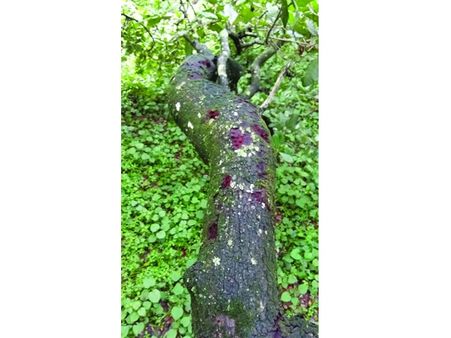 തൃശൂര്‍: പുലി ഭീതിയില്‍ പൂവന്‍ചിറ