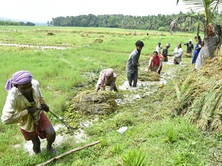 കനാൽ തുറന്നതും,വേനൽമഴയിലും - ചെരണ്ടത്തൂർ ചിറയിലെ നെൽകൃഷിനശിച്ചു
