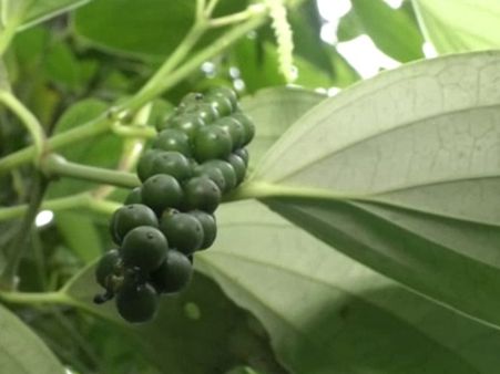 കുരുമുളകിന് വിലയിടിവ് ഉത്പാദനത്തിലും കുറവ് ആശങ്കയില്‍ കര്‍ഷകര്‍