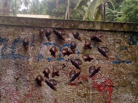 കൊച്ചിയില്‍ ഒച്ചു ശല്യം രൂക്ഷമാകുന്നു: വീടുകള്‍ക്ക് അകത്തും പുറത്തും പരക്കെ ഒച്ചുകള്‍!