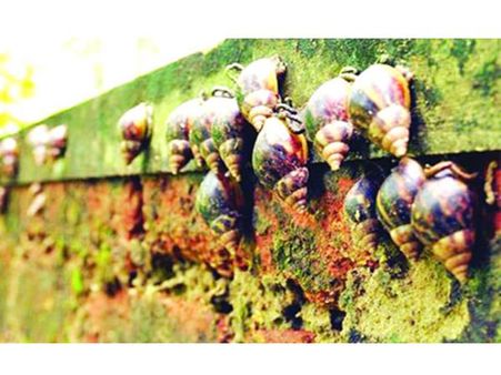 ജില്ലയില്‍ വീണ്ടും ആഫ്രിക്കന്‍ ഓച്ച് ഭീഷണി: ഒച്ചുകള്‍ നശിപ്പിച്ചത് കാര്‍ഷിക വിളകള്‍!