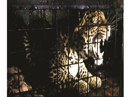 പുലി പേടിയില്‍ വാല്‍പ്പാറ: ആദ്യം ഇര വളര്‍ത്തുമൃഗങ്ങള്‍, ഇപ്പോള്‍ മനുഷ്യര്‍!!