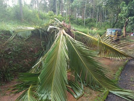 വയനാട്ടിലെ വന്യമൃഗശല്യം: വിവിധ സംഘടനകള്‍ കൈകോര്‍ത്ത് പ്രക്ഷോഭത്തിനൊരുങ്ങുന്നു