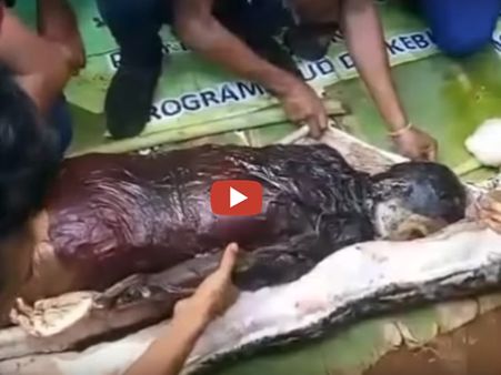 കാണാതായെ സ്ത്രീയെ കണ്ടെത്തിയത് പെരുമ്പാമ്പിന്റെ വയറ്റില്‍ (വീഡിയോ)