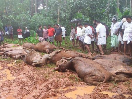 മലപ്പുറം പെരുവള്ളൂരില്‍ ഫാമിന് മുകളിലേക്ക് കുന്നിടിഞ്ഞ് വീണു; ലക്ഷങ്ങൾ വിലയുളള 20പോത്തുകള്‍ ചത്തു!