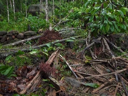 കാട്ടാന ആക്രമണത്തില്‍ പൊറുതിമുട്ടി മാങ്കുളം നിവാസികള്‍: നാശം വിതച്ചത് നൂറുഹെക്ടറോളം കൃഷിഭൂമിയില്‍