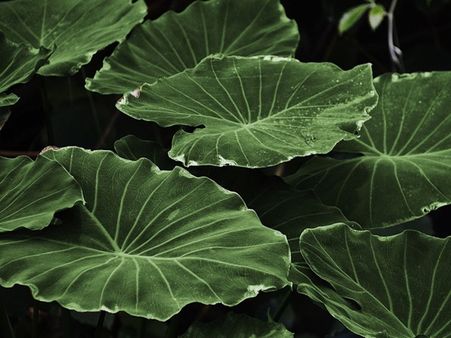 പത്തിലക്കാലം... പഞ്ഞക്കര്‍ക്കടകം, കള്ളക്കർക്കിടകം... കർക്കിടകത്തെക്കുറിച്ച് രസകരമായ ചില കാര്യങ്ങൾ!!