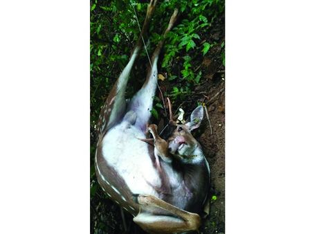 'കുരുക്കിട്ടത്' കാട്ടുപന്നിക്ക് 'കുരുക്കായത്' പുള്ളിമാനിന്