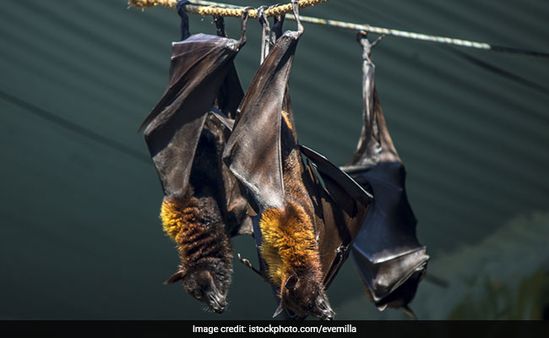 വവ്വാലുകള്‍ കൂട്ടത്തോടെ ചാവുന്നു; ആരോഗ്യ വകുപ്പ് ആശങ്കയില്‍, പരിശോധന തുടങ്ങി