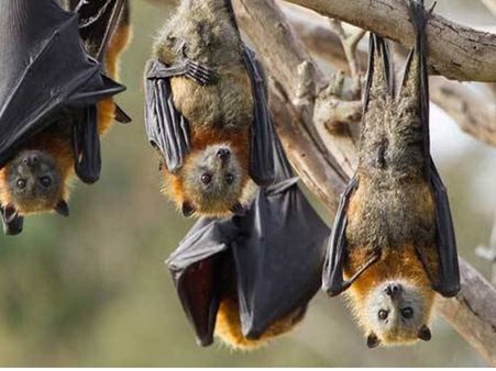 വില്ലൻ പഴം തീനി വവ്വാലുകൾ തന്നെ; നിപ്പാ വൈറസിന്റെ ഉറവിടം സ്ഥിരീകരിച്ചു