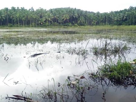 തോരാമഴ ദുരിത മഴ: കൂത്താളി ഏക്കര്‍ കണക്കിന് നെല്ല് വെള്ളം കെട്ടി നിന്ന് നശിച്ചു 