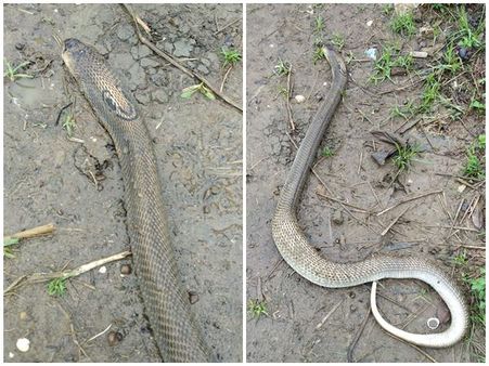 ദുരിതത്തിനൊപ്പം കുട്ടനാട്ടില്‍ വിഷപ്പാമ്പ് ശല്യവും: ഇഴജന്തുക്കളെ പേടിച്ച് കുട്ടനാടന്‍ ജീവിതം