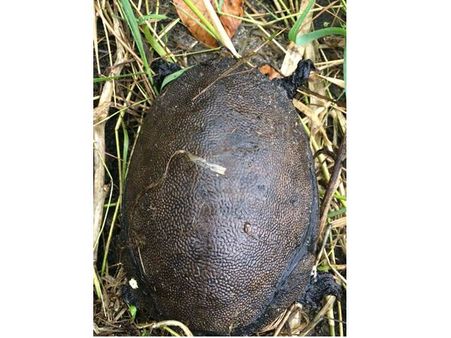 ആമകളില്‍ അജ്ഞാത രോഗം: ആലപ്പുഴയില്‍ ഭീതി തുടരുന്നു, മരണകാരണം കണ്ടെത്താന്‍ തദ്ദേശ സ്വയംഭരണ വകുപ്പ്